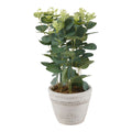 Eucalyptus/lavande en pot HomeStyles, 7 po x 13 po
