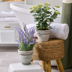 Eucalyptus/lavande en pot HomeStyles, 7 po x 13 po